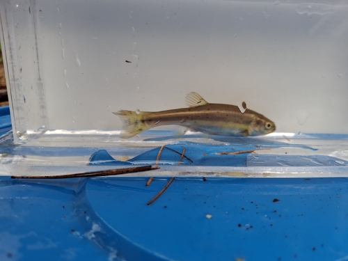 Finescale dace (Chrosomus neogaeus) — Cyprinidae — 4