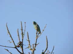 Forpus conspicillatus