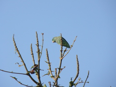 Forpus conspicillatus
