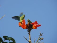 Forpus conspicillatus