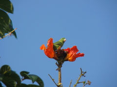 Forpus conspicillatus