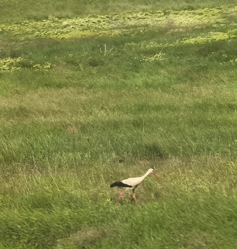 White Stork