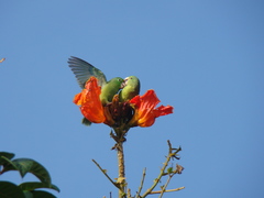 Forpus conspicillatus