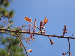 Quercus incana
