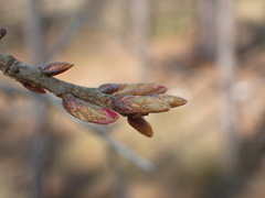 Quercus incana
