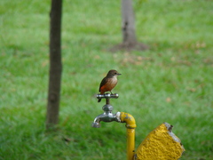 Pyrocephalus rubinus