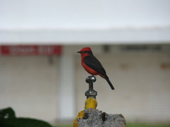 Pyrocephalus rubinus