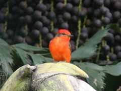 Pyrocephalus rubinus