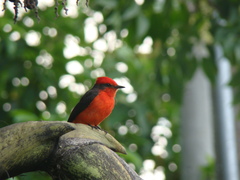 Pyrocephalus rubinus