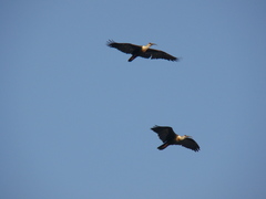 Theristicus caudatus