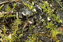 Peltigera dolichorhiza