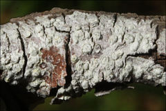 Pertusaria pertractata