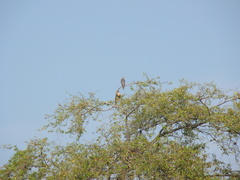 Falco femoralis