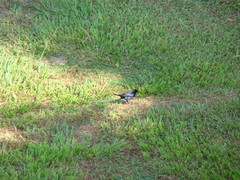 Molothrus bonariensis