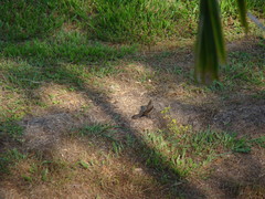 Molothrus bonariensis