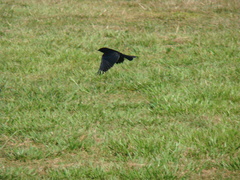 Molothrus bonariensis