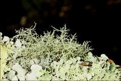 Usnea inermis