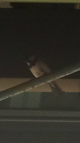 House Sparrow