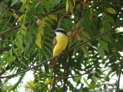 Pitangus sulphuratus