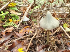 Entoloma canoconicum