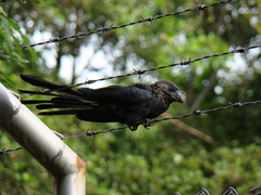 Crotophaga ani