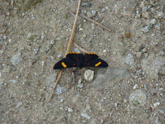 Melanis electron