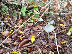 Entoloma canoconicum