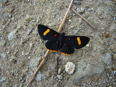 Melanis electron