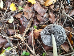 Entoloma canoconicum