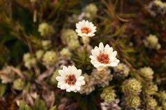 Leucogenes leontopodium