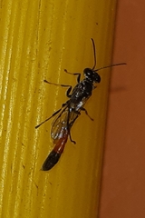 Trypoxylon petiolatum