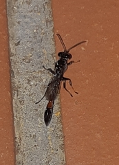 Trypoxylon petiolatum