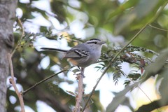 Herpsilochmus atricapillus