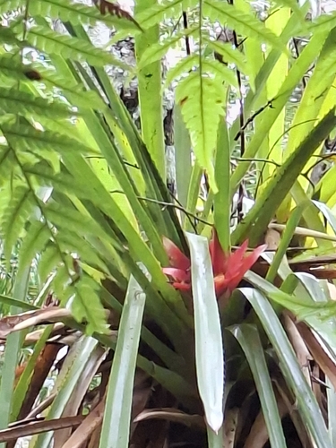 Wittrockia gigantea