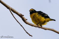 Euphonia affinis