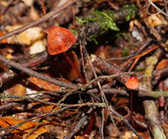 Mycena toyerlaricola