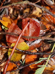 Mycena toyerlaricola