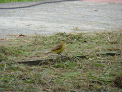 Machetornis rixosa