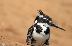 Ceryle rudis leucomelanurus