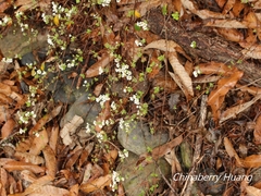 Spiraea prunifolia pseudoprunifolia