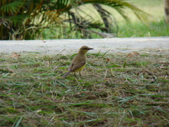 Machetornis rixosa