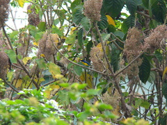 Euphonia laniirostris