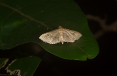 Addaea subtessellata