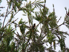 Euphonia laniirostris
