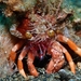 Anemone Hermit Crab - Photo (c) Dan Schofield, some rights reserved (CC BY), uploaded by Dan Schofield