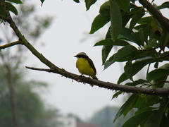 Myiozetetes cayanensis