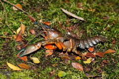 Euastacus woiwuru
