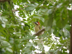 Colaptes rubiginosus