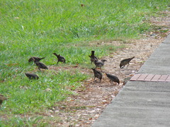 Molothrus bonariensis