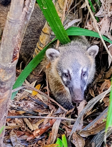 South American Coati